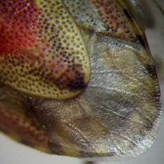 Crypsinus angustatus