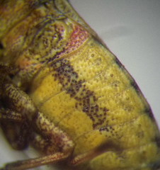 Crypsinus angustatus