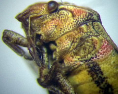 Crypsinus angustatus