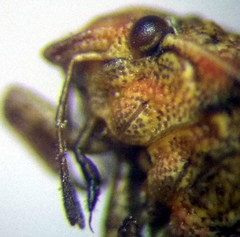 Crypsinus angustatus