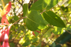 Lonicera