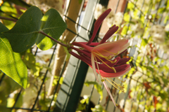 Lonicera