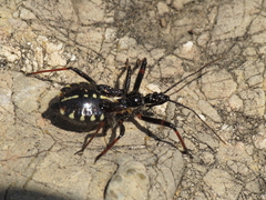 Rhynocoris cuspidatus
