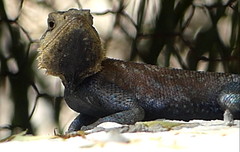 Agama bibronii