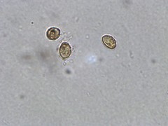 Cortinarius angelesianus