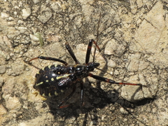 Rhynocoris cuspidatus