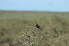 Rhopospina carbonaria