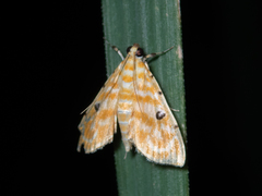 Notarcha