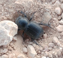 Gedeon hierichonticus