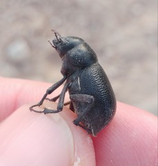 Gedeon hierichonticus