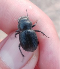 Gedeon hierichonticus