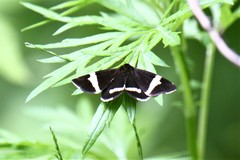 Leucomelas juvenilis