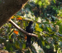 Eudynamys scolopaceus