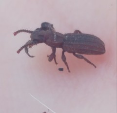 Adelostoma sulcatum