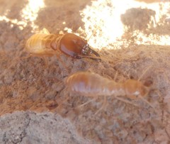 Anacanthotermes ubachi