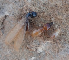 Anacanthotermes ubachi