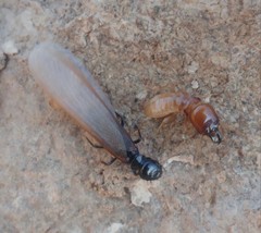 Anacanthotermes ubachi