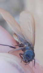 Anacanthotermes ubachi