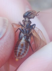 Anacanthotermes ubachi