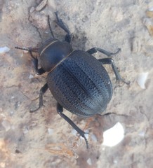 Pimelia derasa derasoides