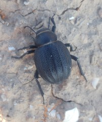 Pimelia derasa derasoides