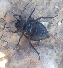 Pimelia derasa derasoides