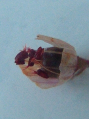 Erica cinerea