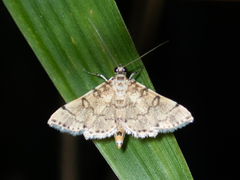 Lamprosema tampiusalis