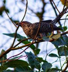 Eudynamys scolopaceus