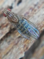Drosophila busckii