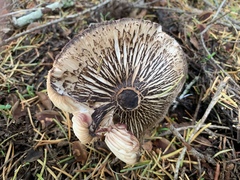 Lepiota fuliginescens