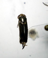 Cymatia rogenhoferi