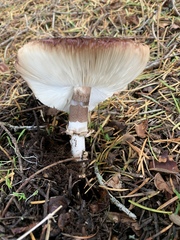 Lepiota fuliginescens