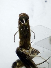 Cymatia rogenhoferi