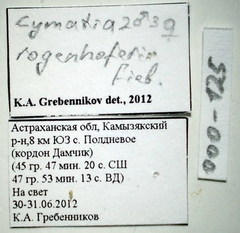 Cymatia rogenhoferi