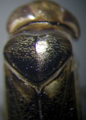 Cymatia rogenhoferi