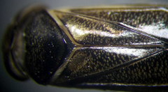 Cymatia rogenhoferi
