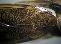 Cymatia rogenhoferi