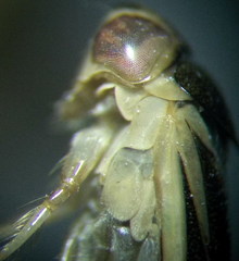 Cymatia rogenhoferi