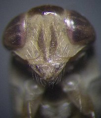 Cymatia rogenhoferi