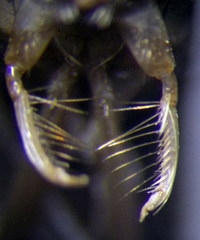 Cymatia rogenhoferi
