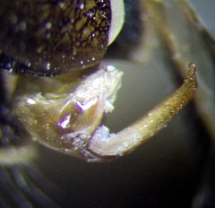Cymatia rogenhoferi