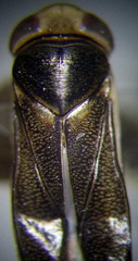 Cymatia rogenhoferi