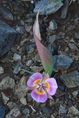 Calochortus persistens