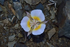 Calochortus persistens