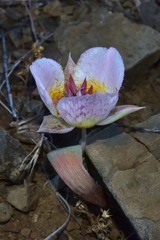 Calochortus persistens