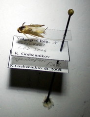 Cymatia rogenhoferi