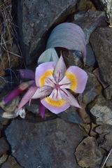 Calochortus persistens