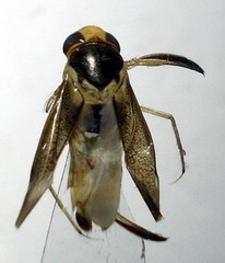 Cymatia rogenhoferi