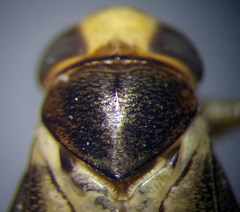 Cymatia rogenhoferi